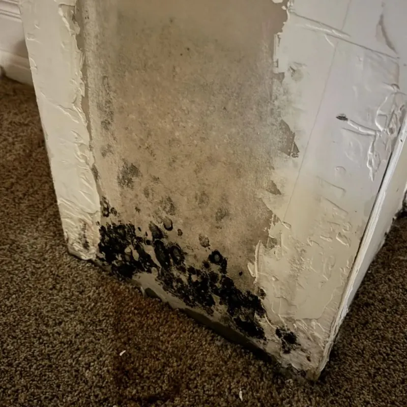 Professional Mold Removal in Divide County, ND